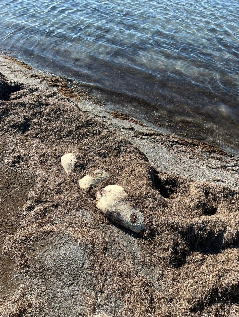 Xəzər sahilində daha 71 ölü suiti aşkarlandı - FOTO